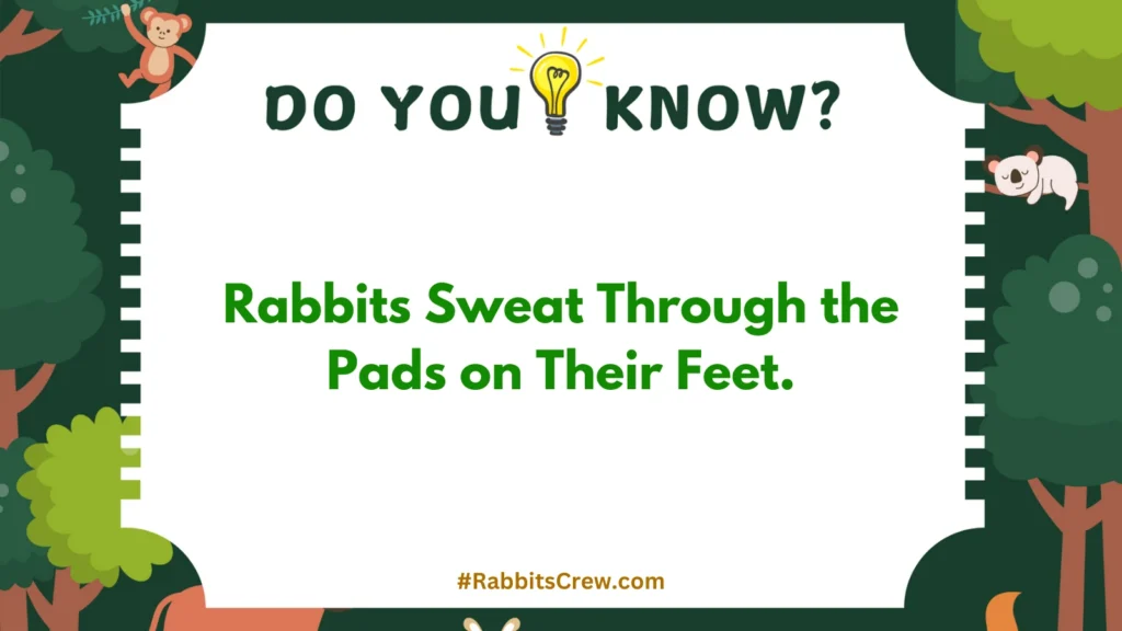 can rabbits eat radishes