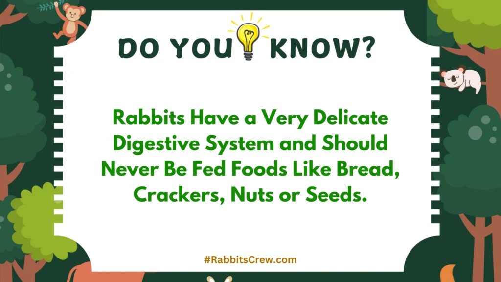 can rabbits eat raspberries