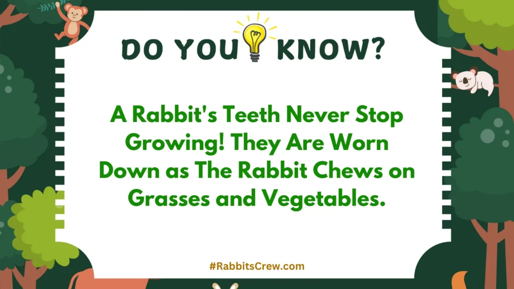 can rabbits have celery