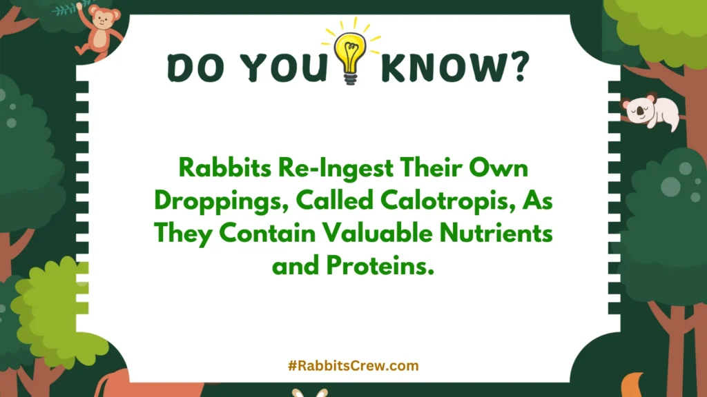 rabbits can eat strawberries